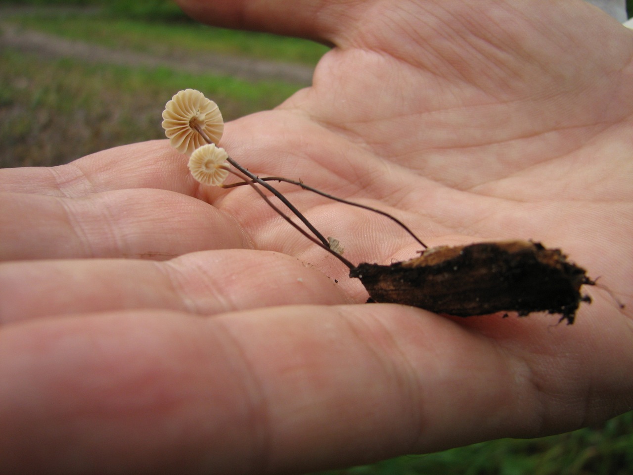 Marasmius rotula
